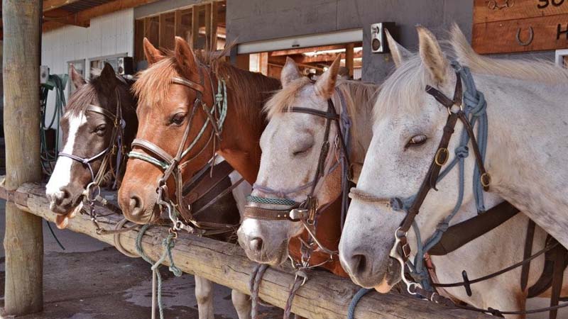 Experience the sheer beauty of the Franz Josef Glacier region on horseback with a 1.5 hour trek brought to you by Glacier Country Horses.